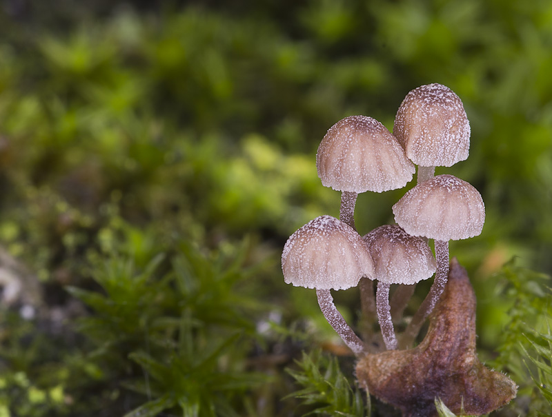 Mycena meliigena